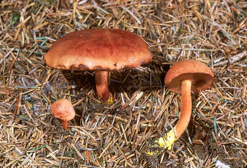 Chalciporus piperatus